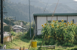 江夏镇：繁华与宁静的交融之地